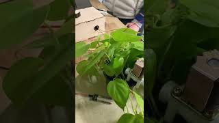 Automatic Plant Watering System