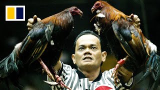 Inside one of Manila’s brutal cockfighting pits