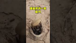 活板门蜘蛛的隐秘巢穴！#趣聞 #科普 #趣味科普