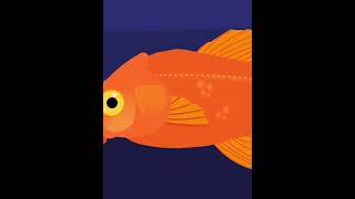 K I L L E R F I S H #shorts #animation #killerfish