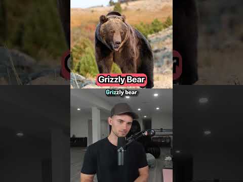 How Many People Does It Take To Defeat These Animals?