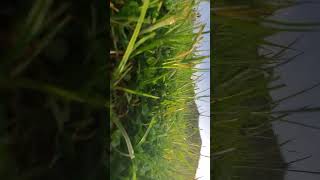 Field view