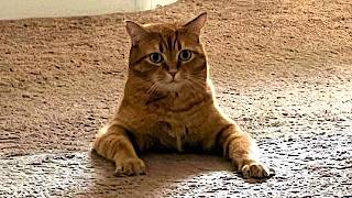 Orange cat behavior