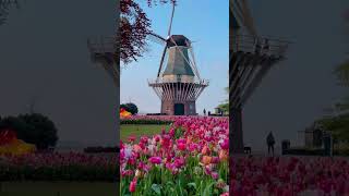 Add Lisse to your bucket list🌷