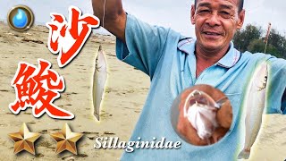 Game Episode 5 | Beach Fishing Sand Mullet | Sand Sand Sashimi | Sillaginidae | Pinger