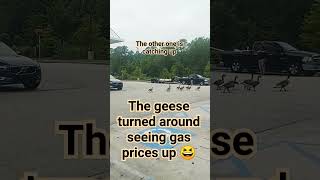 Geese know best 😆 #gas#geese #geeselive