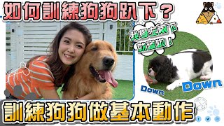 【寵物小知識】點樣訓練狗狗Down？🐶🐶｜訓練狗狗做簡單指令🐾🐾｜趴低 Down｜狗狗訓練教學 ｜Toby 陳庭欣