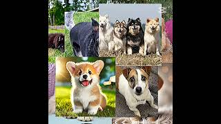 Lovely Dogs ( 03 ) 💝🐕‍🦺🦮💝#dogs#dogslovers#dogsloversworld#dogsofyoutube#like1000k#viwes#srilanka