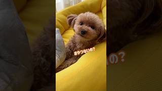 おやつがないとやる気スイッチが入らないトイプードル #shorts #トイプードル #可愛い犬