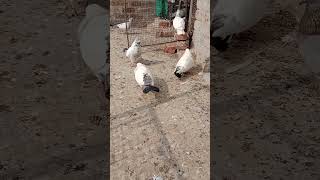 Pegion attitude video #provideo #kabutarbazi #youtubeshorts #pigeon
