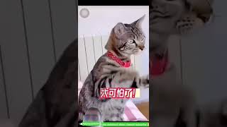 🤣😂Funny 😂🤣#song #cat