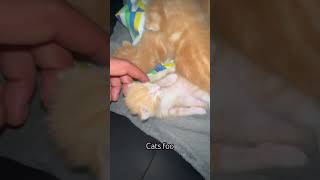 Cats Foo #shorts#cute#kittens #adorable#amazing #clip #myballs