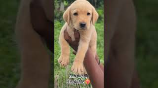 Good quality lab puppies available 8248037734 #pets #trending #puppy #labrador#puppylove #puppyshop