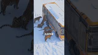 假如东北旅游有段位， 东北 旅游 旅行推荐官 哈尔滨