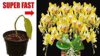 Trending Now: Quick Fixes to Bring Orchids Back to Life