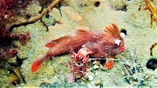罕見畫面：澳洲發現極危「紅色手魚」新群體  估計數量最多增至……80條 《國家地理》雜誌
