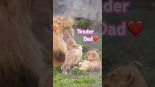 オスライオンの子育て🦁フウ😺レイ😸イト😽旭山動物園🌈✨#shorts   #lion #baby