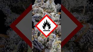 91 Octane from The Cannabis Culture Craft Collection