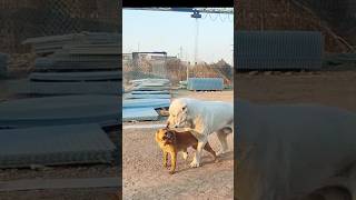 Playing #dog #dogfunny #dogvideo #animals