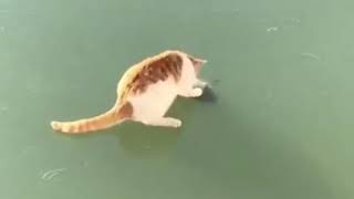 Cat is upset that he didn't get the fish 🤣 | Fails of the Week | Funny Jokes
