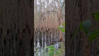 澳洲濕地，大自然呼吸聲#taiwan #not #heard ##natural #breathing ##sound #australian #wetland