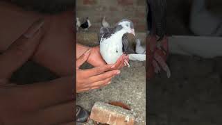 Kabootar king #kabutar #pigeon #pigeons #birds #kabootar #pigeonpose #pigeonlove #kabutarbazi