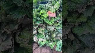 These cabbages are enough for a rabbit to eat for a lifetime. Cute pet rabbit pastoral cute pet