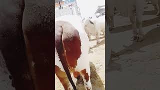 #18May2025 #multan #barimandi #Modal_cattal_market