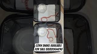 Corn snakes available for sale in Delhi NCR #ytshorts #shorts #cornsnake #snake #delhi #pet
