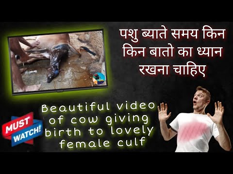 Beautiful video of cow giving birth to lovely femalecalf पशु ब्याते समय किन बातो का ध्यान रखना चाहिए