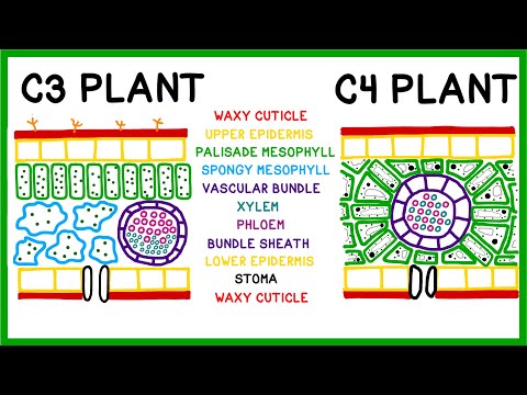 How C3, C4 and CAM Plants Do Photosynthesis (Old version!)