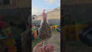 OEGB before and after #pinoypetkeepers #oegb #bantam #birds
