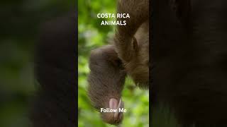 #wildlife #4kwildlife #nature #travel #discoverwildlife COSTA RICA ANIMALS AND BEAUTIFUL NATURE