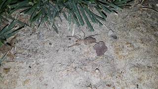 Solifugae (camel spider or wind scorpion)