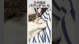 かつてはパパっ子だった猫…😭💔　#ねこ部 #ねこ動画 #猫のいる暮らし #猫好きさんと繋がりたい #cat #ねこ #子猫 #shorts