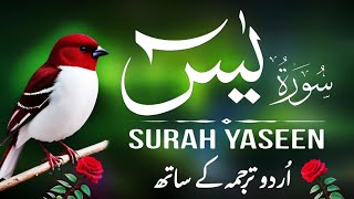 Surah Yaseen With Urdu Translation | Episode 222 | Surah Yaseen Urdu Tarjuma ke Sath