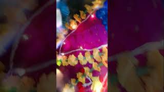 AI Dev Bappa Aale