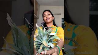 Pineapple cutting hack test 🍍✅ #thecookgirl #hacks #pineapinecutting #cutting  #kichenhacks