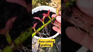 Rose cutting grafting method #shorts #rose #plants