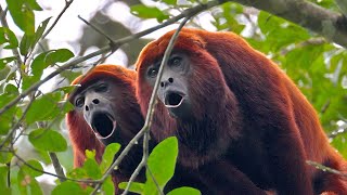 Red Howler Monkeys Howling: Haunting Sound of the Amazon Rainforest 🐒