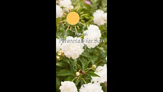 Top Perennials for Sun