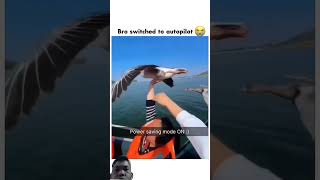 #animals #funny  #birt