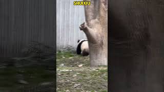 熊猫宝宝水真气把妈妈水秀吓一跳 #panda #redpanda夕消 #funny #redpanda夕消 #上野パンダ #animals #cutepanda #cute #pets #zoo