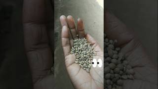 Grow Coriander Seeds at home #  EasyGuideforBeginners"#organicgardening #shortsfeed #viral