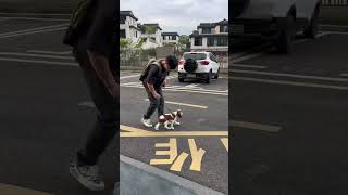 留下你的地址，上门教你训狗狗 杭州上门训犬 训犬 狗狗
