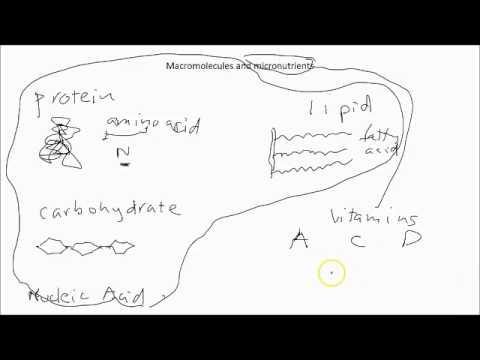B1 macromolecules lesson intro