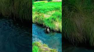 bear enjoying life🤘🐻#brownbear #kodiakbear #bear #fypage #wildlife