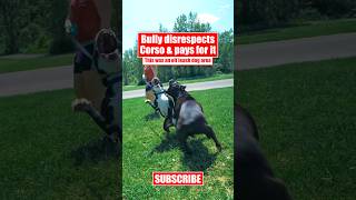 Bully Disrespects Corso & Pays For It #canecorso #dog #shorts #crime