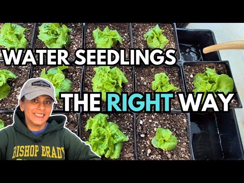 How To Water & Fertilize Seedlings | Seed Starting Tips | Bottom Watering || Budget Gardening