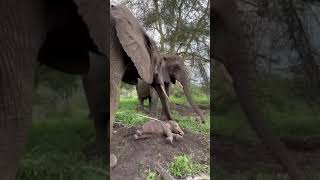 @deepakrana-m2r elephant story
